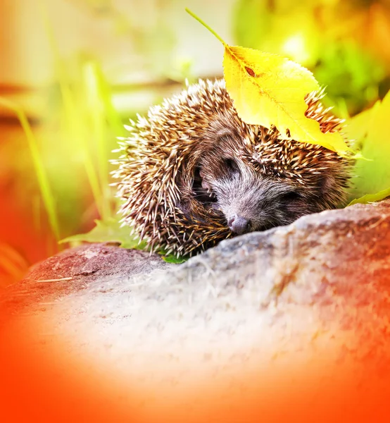 Young hedgehog with autumn leave