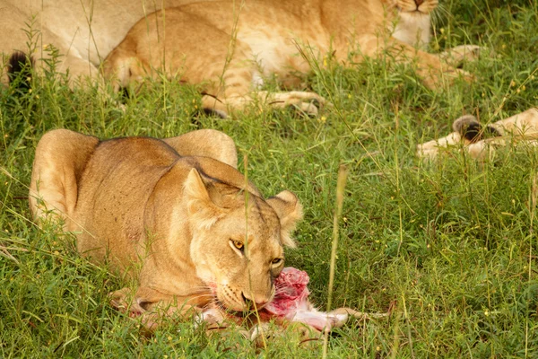 A lion feeds on a freshly killed antelope.