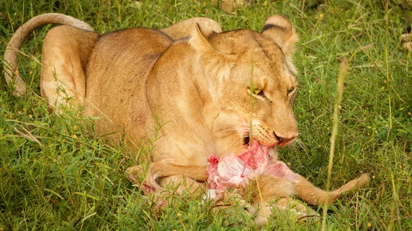 A young lion feeds on a freshly killed antelope.