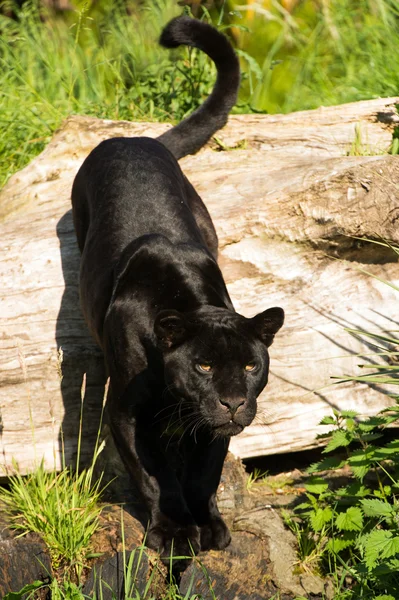 Black Jaguar