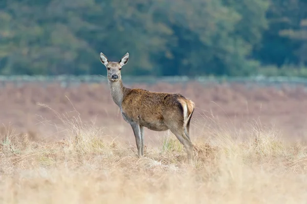 Red Deer Hind