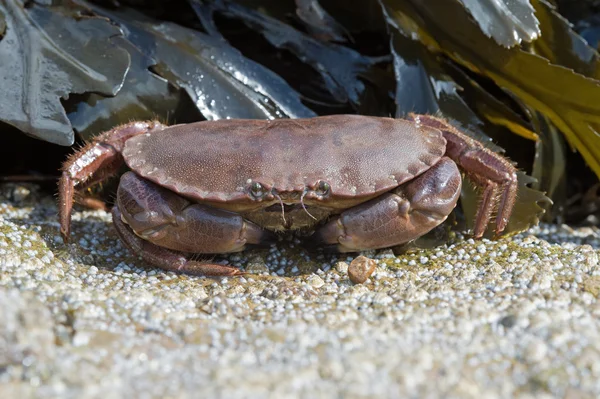 Brown Crab (Cancer Pagarus)