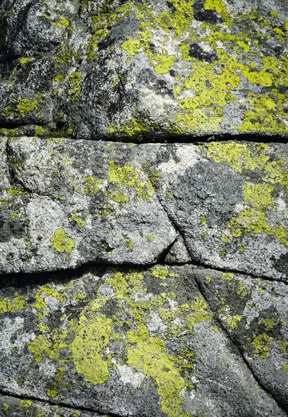 Line on a granite rock with yellow moss