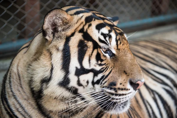 Tiger Kingdom in Thailand