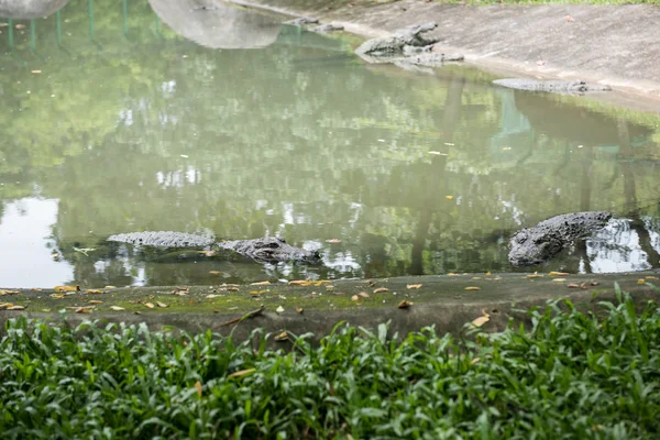 Crocodile in Sanctuary