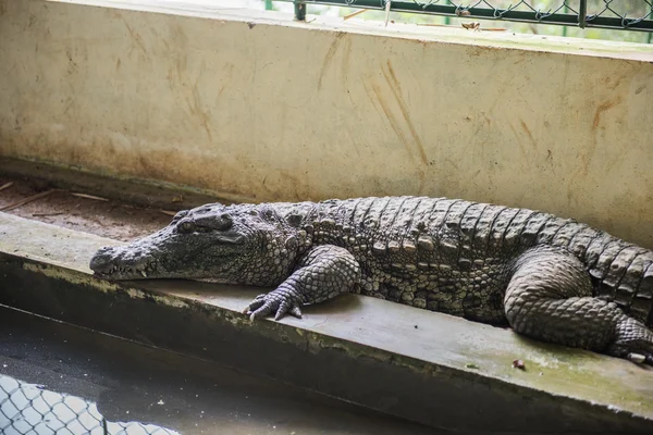 Crocodile Resting in Sanctuary