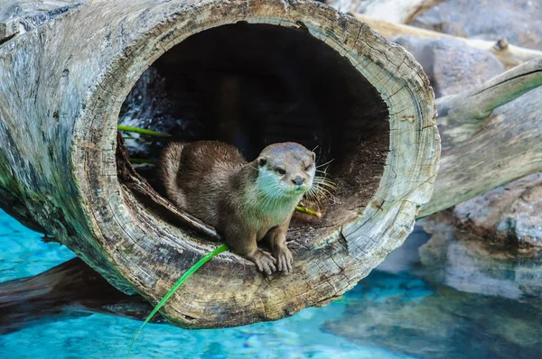 European Otter, Lutra lutra in Loro Parque, Tenerife, Canary Isl