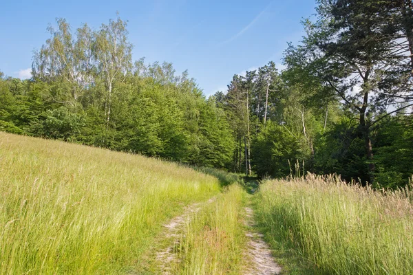 Slovakia - The summer meadow in the forest and the way.