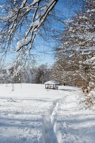 Forest glade in winter in Little Carpathian hills - Slovakia