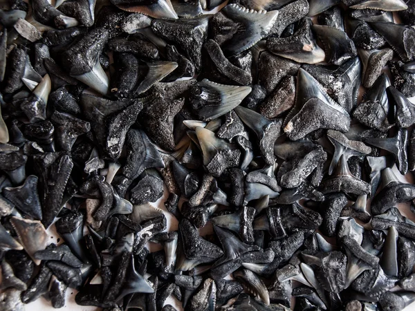 Sharks Teeth (Bunch)