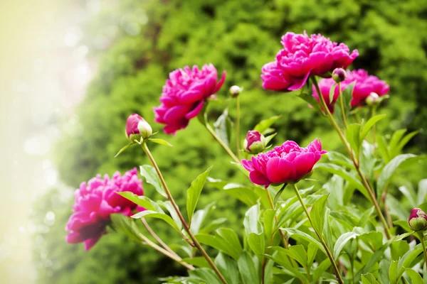Beautiful Peonies on blurred garden background