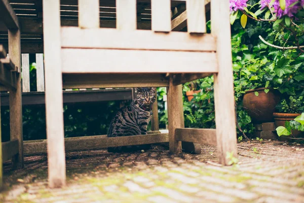 Tabby cat sitting under table