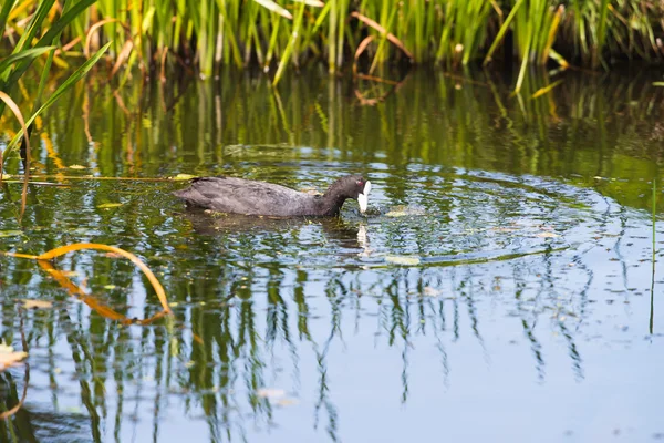 Coot pulling weed out of water