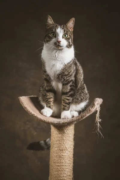 Cute young tabby cat with white chest sitting on scratching post