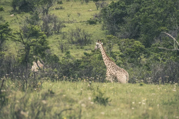 Giraffes walking through bushes. Mpongo game reserve. South Afri