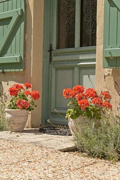 Orange Flowers in Pots