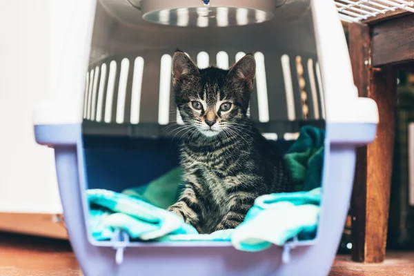 Kitten sitting in a travel crate