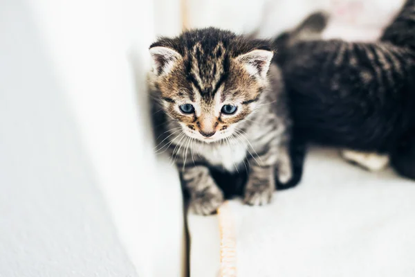 Tiny tabby kittens