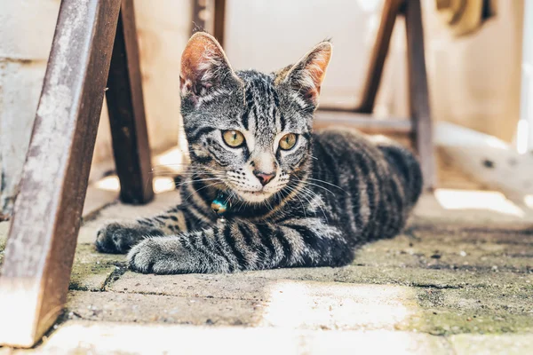 Tabby cat with intense golden eyes