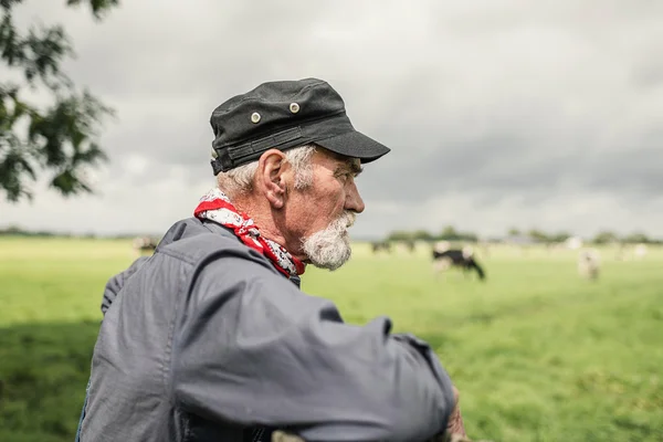 Elderly farmer checking his cows