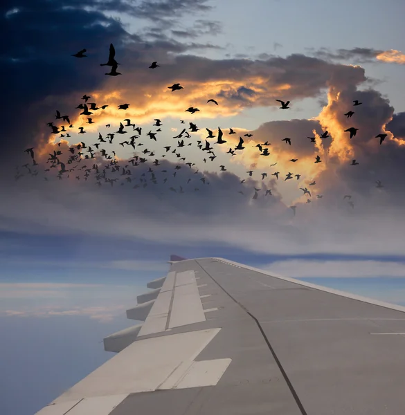 Cloud and bird view from Wing of Airplane