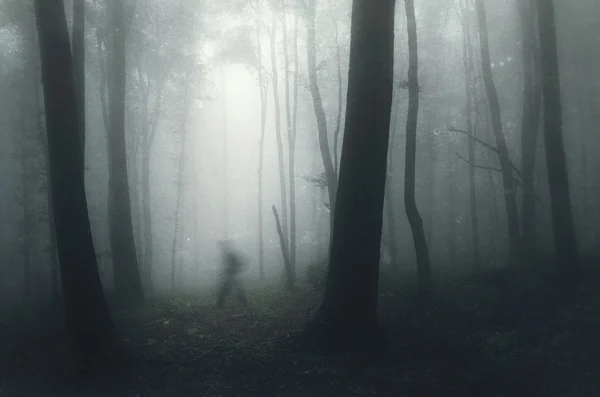 Man silhouette in spooky forest