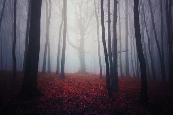 Dark spooky misty forest
