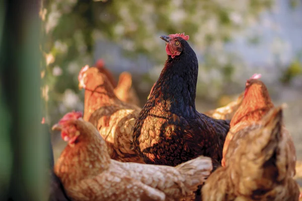 Traditional free range poultry farming