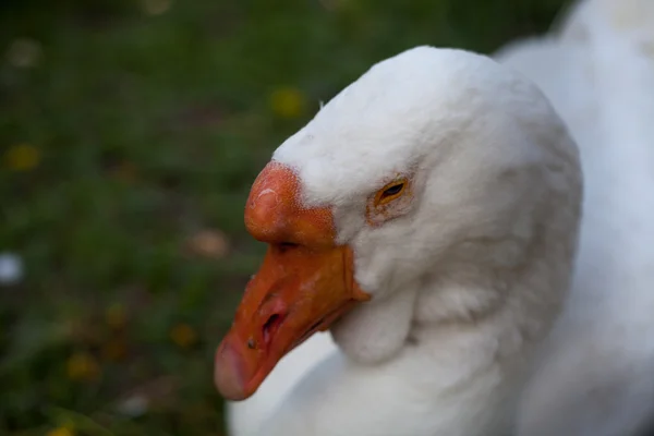 Goose white