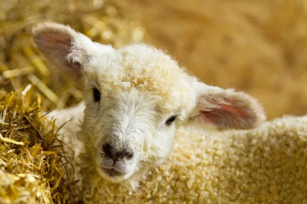 Cute newborn lamb