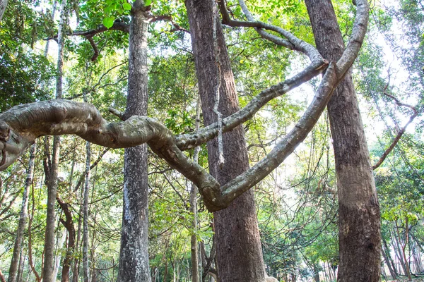 Vine around tree in Thailand