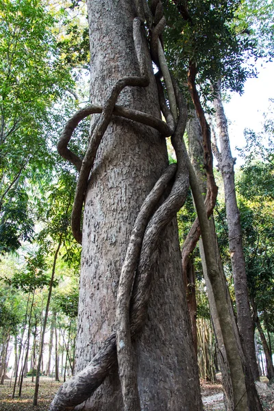 Vine around tree in Thailand