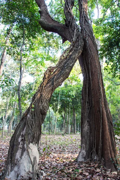Vine around tree in Thailand