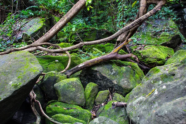 Green Moss on stone