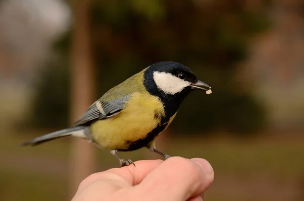 Great tit Parus major sits on hand and eats seeds