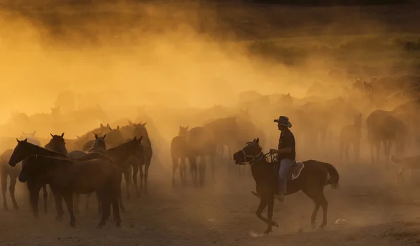 Western cowboys riding horses, roping wild horse