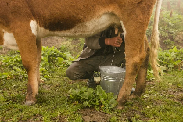 Traditional way of milking the cow