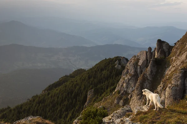 Dog standing on the background of mountain scener