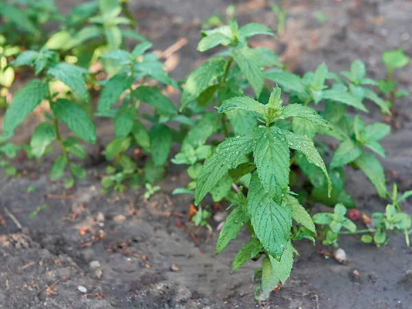 Peppermint Plant