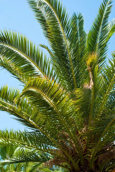 Palm trees leaves against the sky