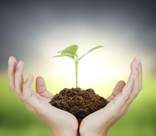 Man holding plant in  hand