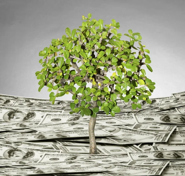 Plant money growth concept