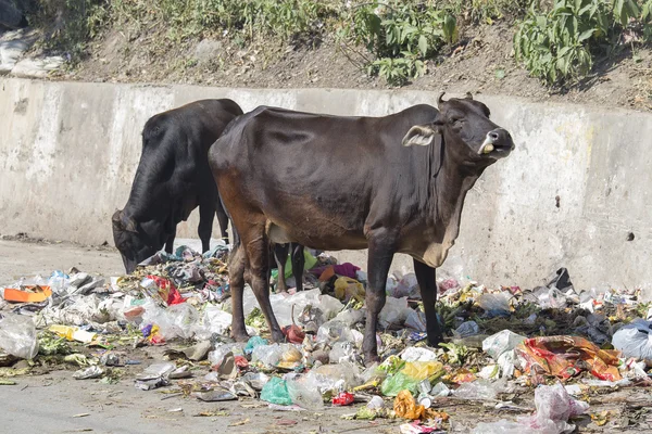 Cow eat rubbish in Rishikesh, India