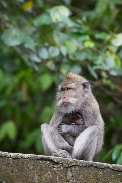 Monkey family at sacred monkey forest Ubud Bali Indonesia