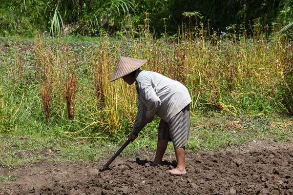 Old woman farmer holding spade at field. Bali, Indonesia.