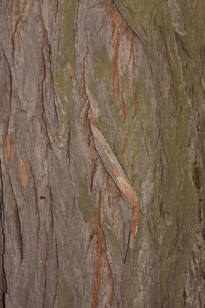 Bark Tree texture in nature