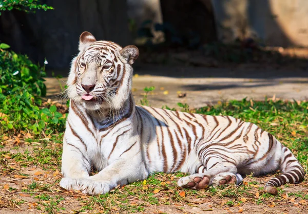 White Tiger animal