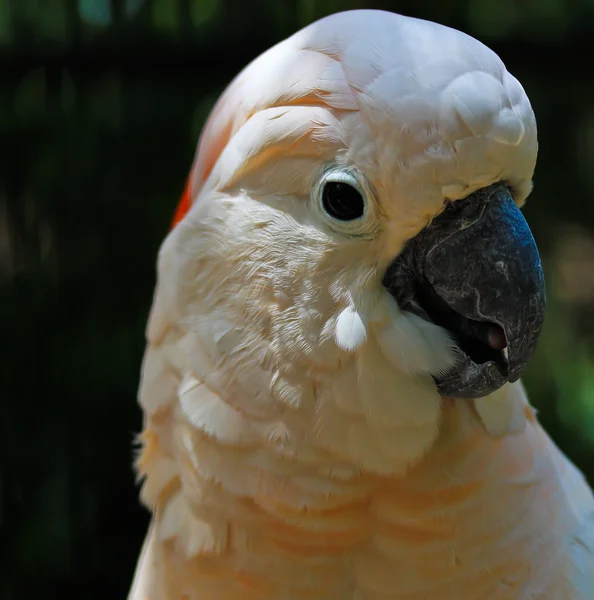 Beautiful cockatoo parrot