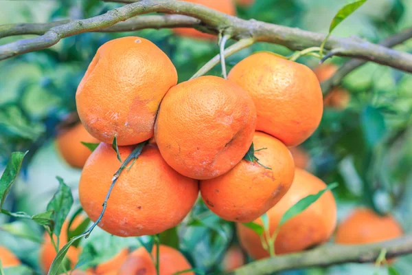 Orange tree with ripe oranges