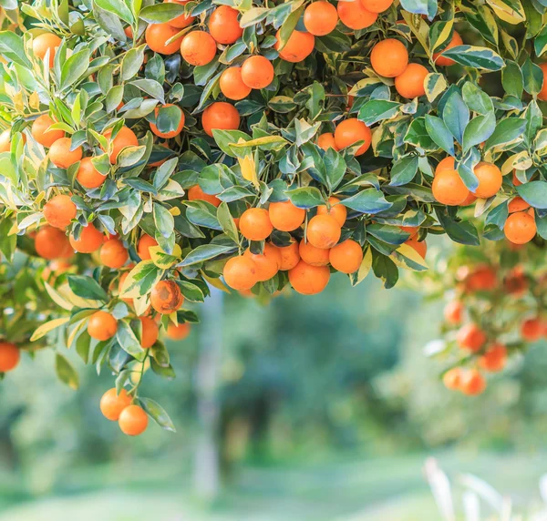 Orange tree with ripe orange